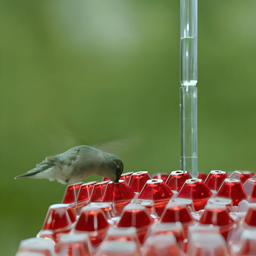Hummingbird Nectar Feeder For Hanging Garden Spaces | Temsk