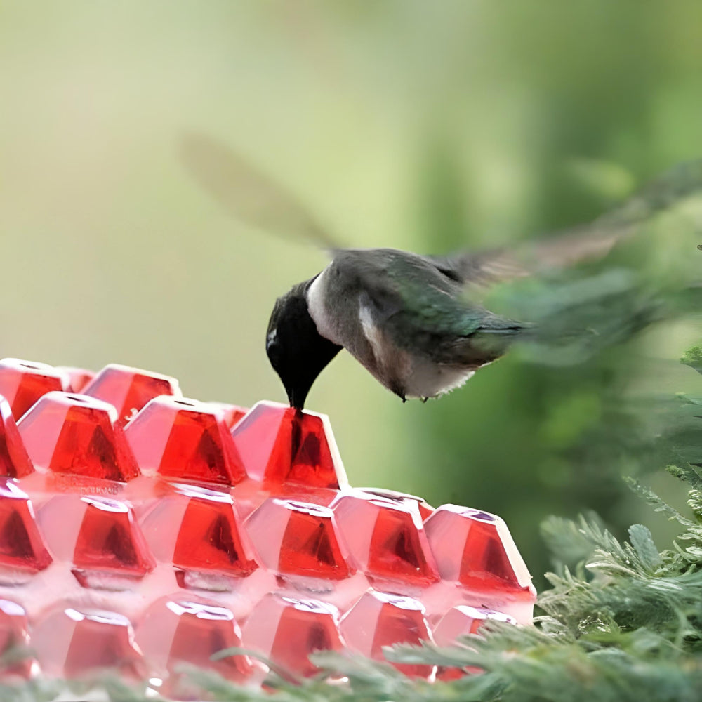Hummingbird Nectar Feeder For Hanging Garden Spaces | Temsk