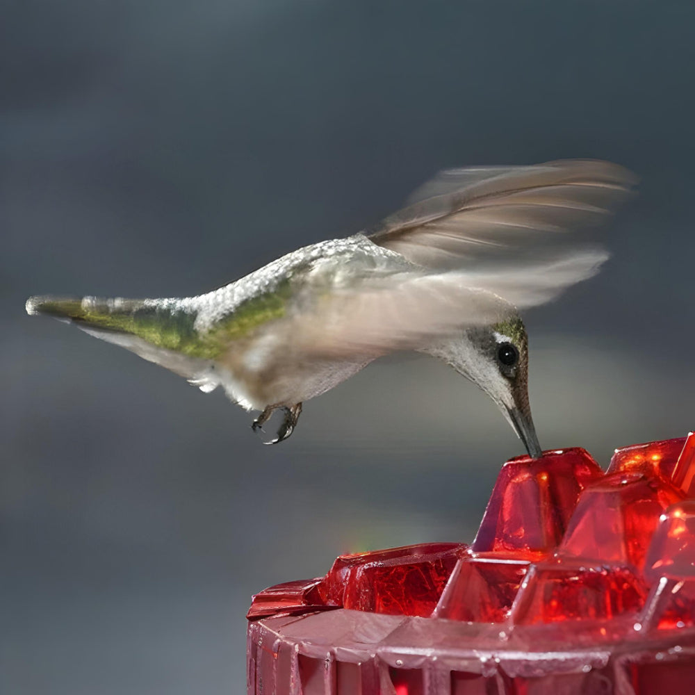 Hummingbird Nectar Feeder For Hanging Garden Spaces | Temsk