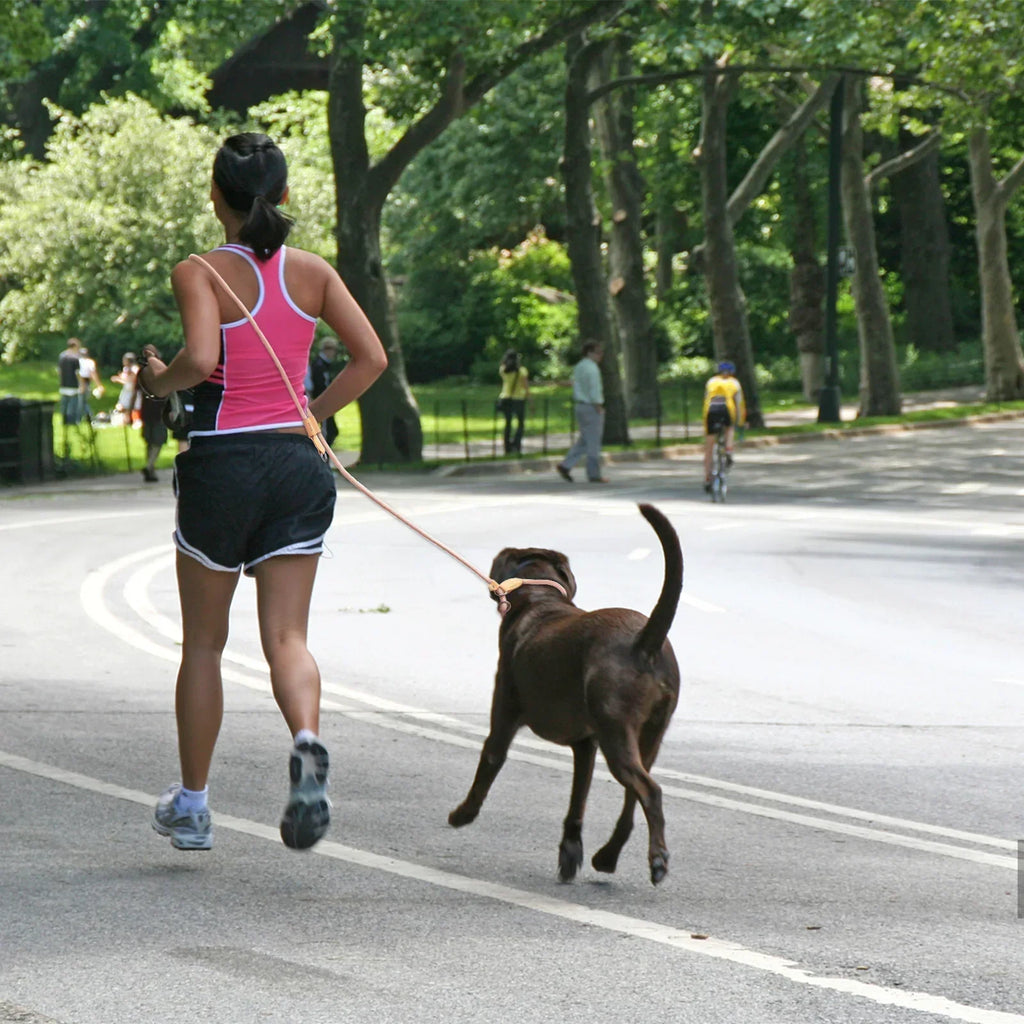 Hands-Free Adjustable Dog Leash For Running And Walking | Temsk