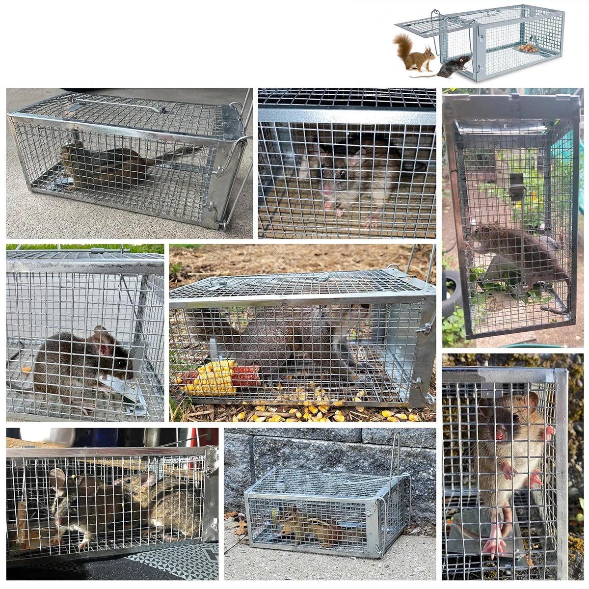 KindGuard Humane Cage Trap for Rodent Control at Home and Garden | Temsk