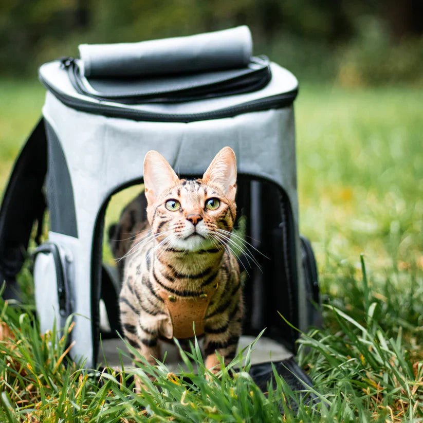 PawVista Comfortable Cat Backpack With Viewing Window | Temsk