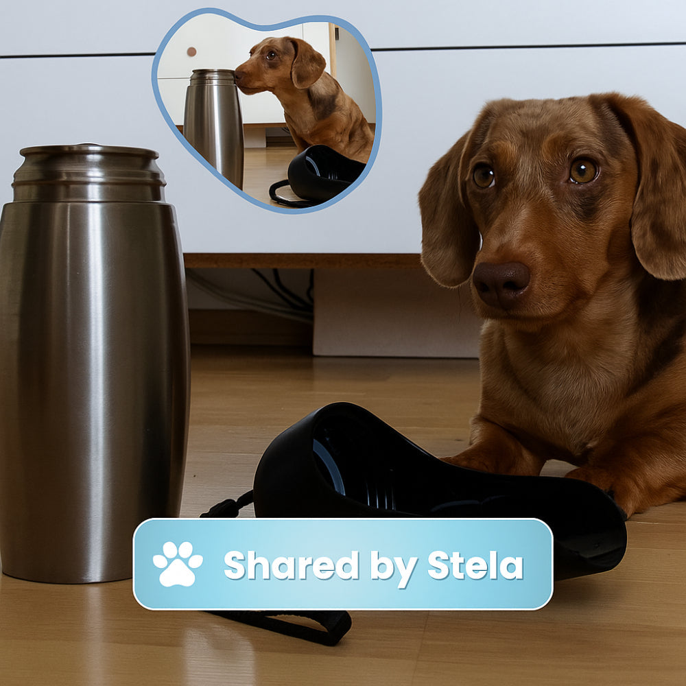 Stainless Steel Travel Bottle For Dogs Hydration On The Go | Temsk