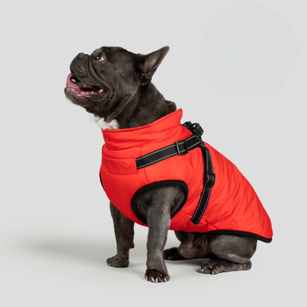 Cozy Winter Coat For Dogs For Outdoor Walks And Adventures | Temsk