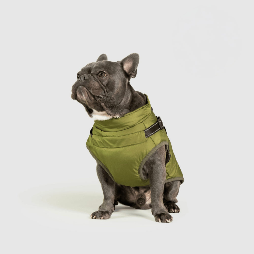 Cozy Winter Coat For Dogs For Outdoor Walks And Adventures | Temsk