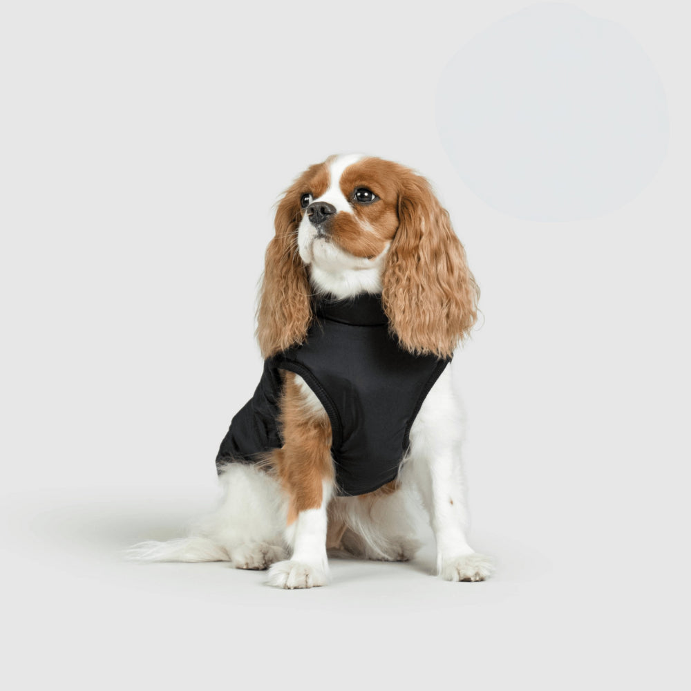 Cozy Winter Coat For Dogs For Outdoor Walks And Adventures | Temsk