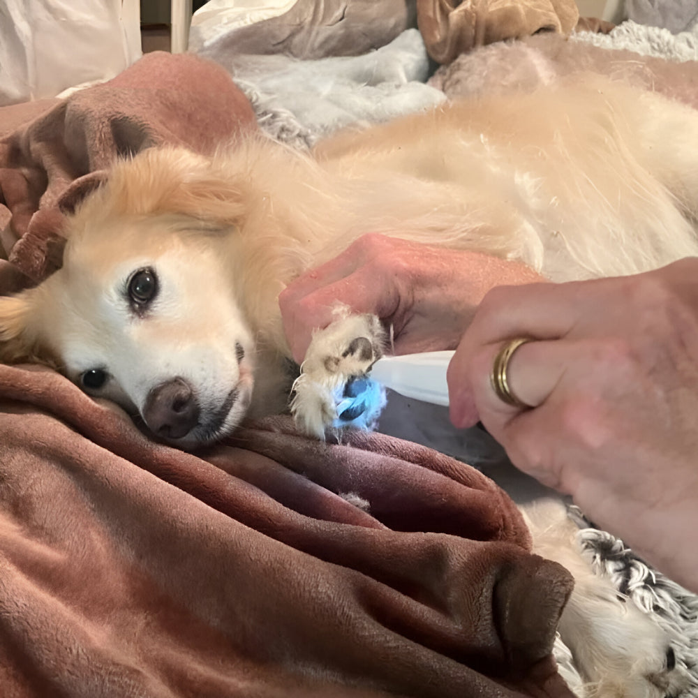 Quiet Rechargeable Paw Trimmer for Dog Grooming Tool | Temsk