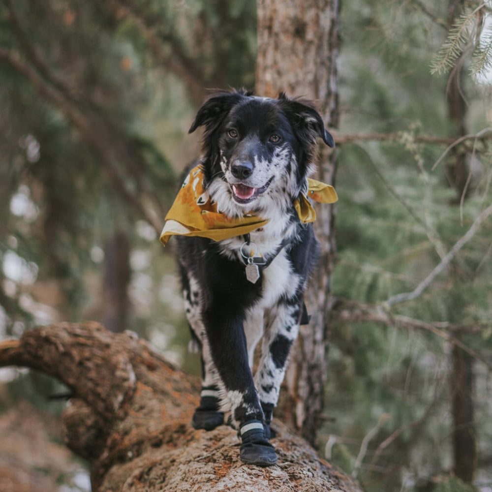 Dog Boots For Outdoor Paws With Durable Rubber Soles And Secure Fit | Temsk