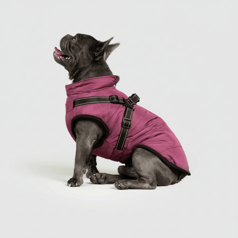 Cozy Winter Coat For Dogs For Outdoor Walks And Adventures | Temsk