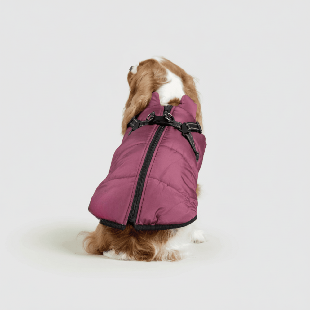 Cozy Winter Coat For Dogs For Outdoor Walks And Adventures | Temsk