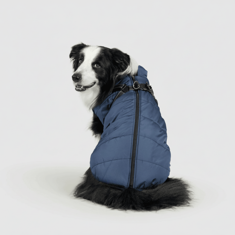 Cozy Winter Coat For Dogs For Outdoor Walks And Adventures | Temsk