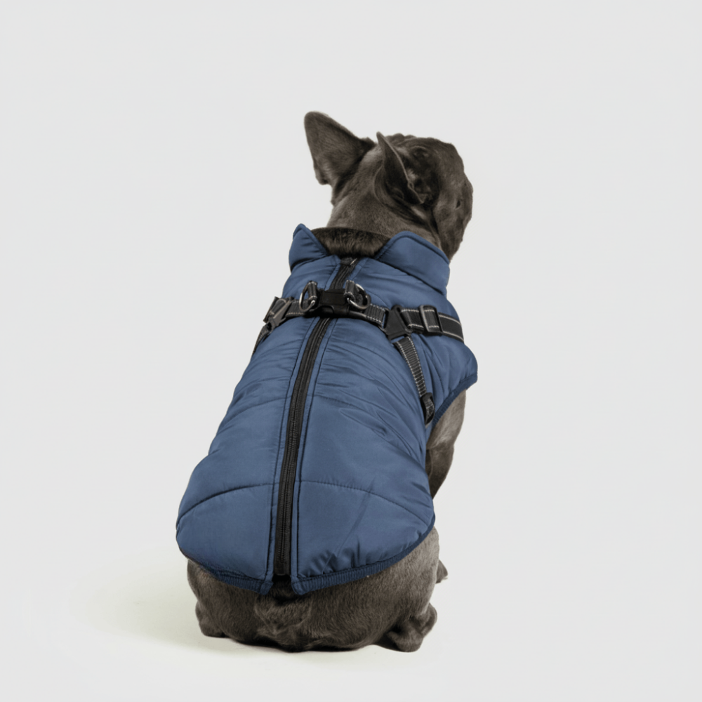 Cozy Winter Coat For Dogs For Outdoor Walks And Adventures | Temsk