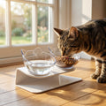 Raised Double Cat Feeding Station With 15 Degree Tilted Bowls BPA Free | Temsk