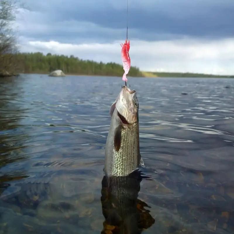 WaterNova Advent Calendar 2025 – 24 Fishing Lures For Freshwater And Saltwater | Temsk