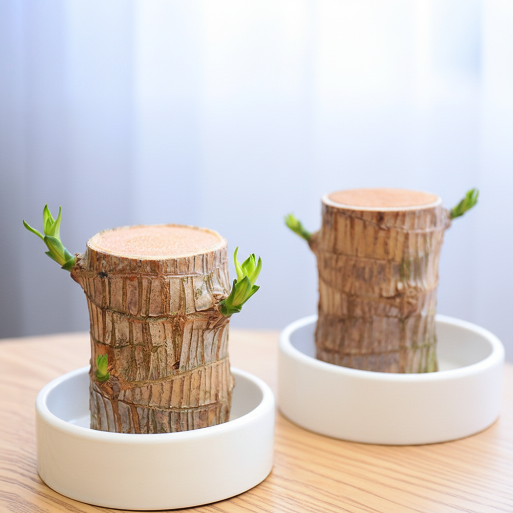 Lucky Bamboo Plant In Decorative Pot For Air Purification | Temsk