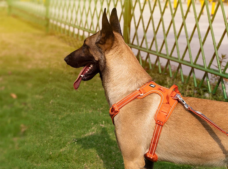 BrightPath No-Pull Harness With Reflective Nylon For Daily Walks | Temsk