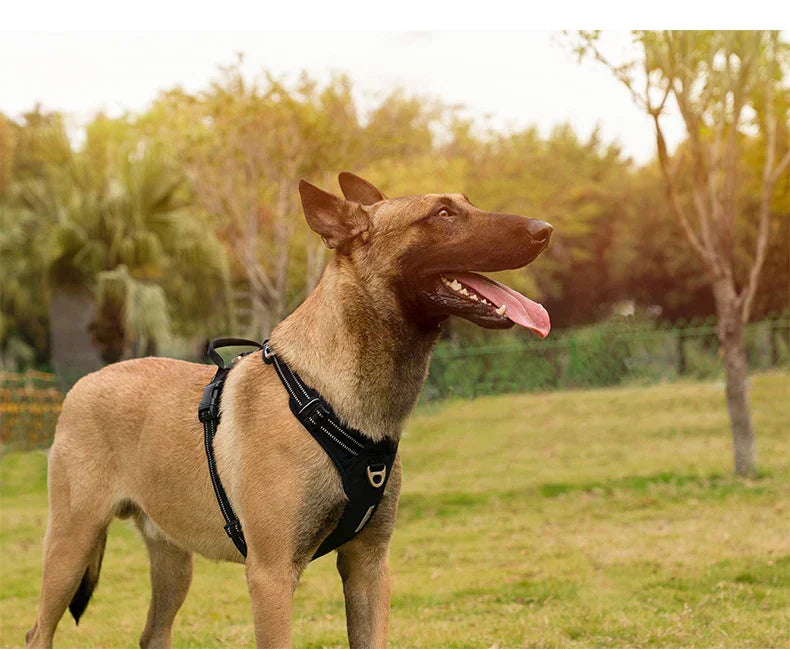 BrightPath No-Pull Harness With Reflective Nylon For Daily Walks | Temsk