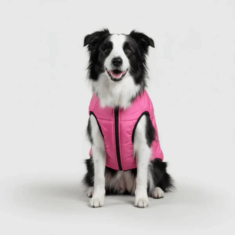 Cozy Winter Coat For Dogs For Outdoor Walks And Adventures | Temsk