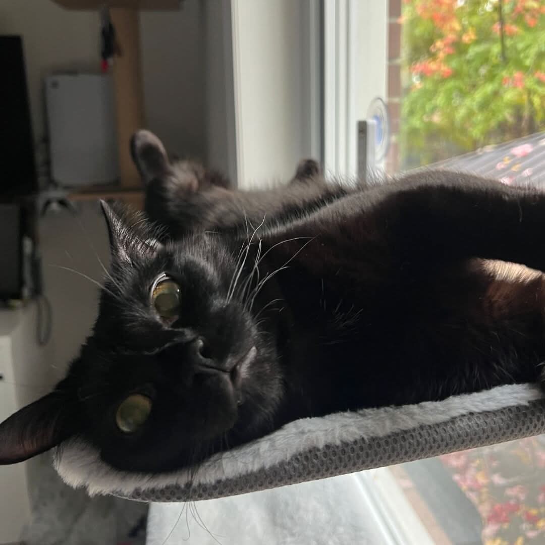 CozyNest Faltbare Katzen-Hängematte für Fenster und Wände | Temsk
