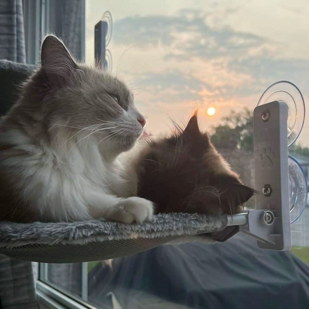 CozyNest Faltbare Katzen-Hängematte für Fenster und Wände | Temsk