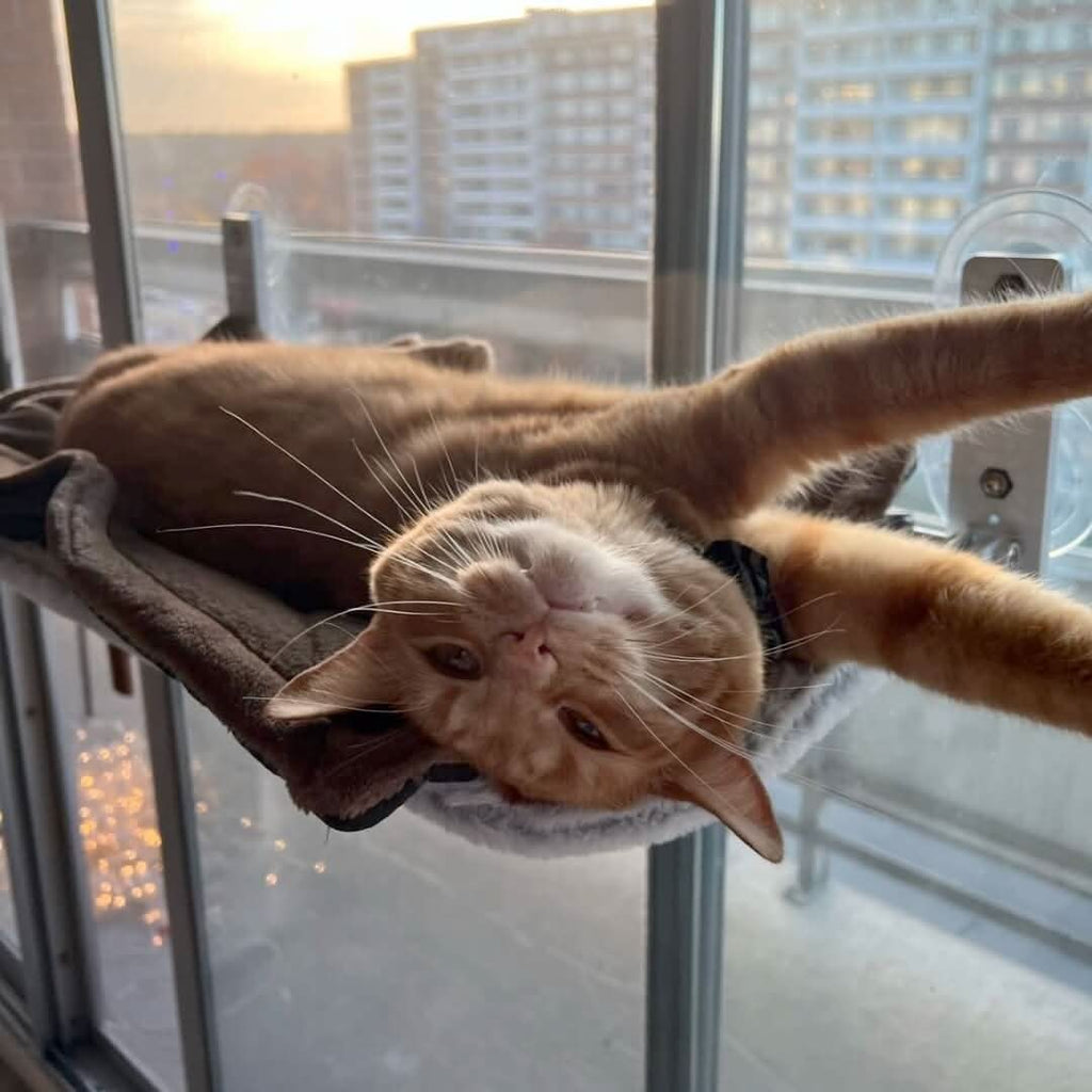 CozyNest Faltbare Katzen-Hängematte für Fenster und Wände | Temsk