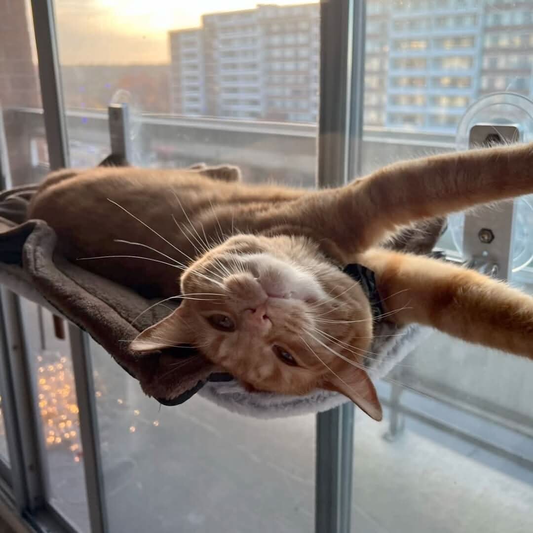 CozyNest Faltbare Katzen-Hängematte für Fenster und Wände | Temsk