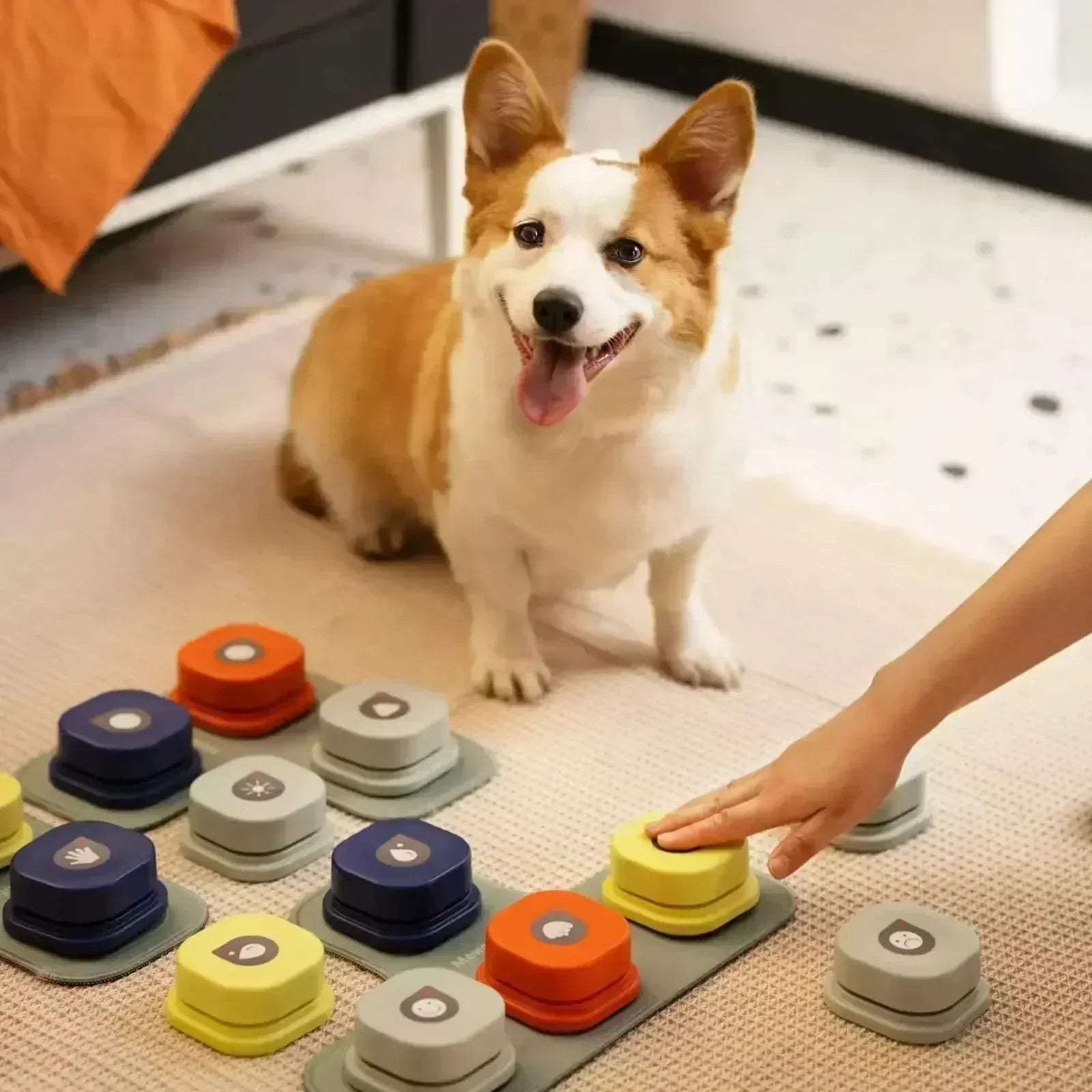 PawLink Interaktive Hundekommunikationsknapper med Optagelse | Temsk