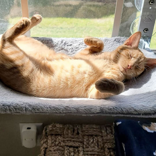 CozyNest Foldable Cat Hammock For Windows And Walls Temsk