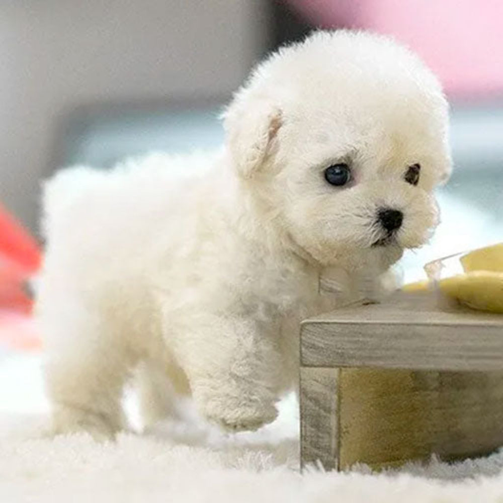 Kids Interactive Plush Dog Toy That Moves And Makes Sounds | Temsk