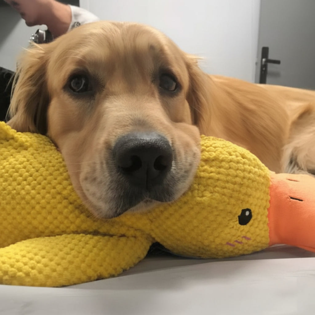 Playful Calming Toy For Dogs With Quacking Sound For Chewing | Temsk