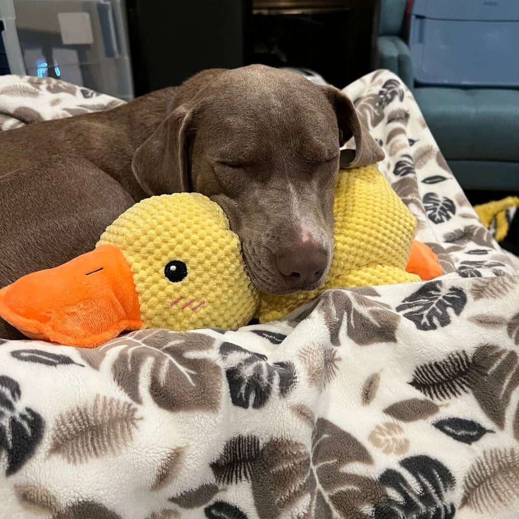 Playful Calming Toy For Dogs With Quacking Sound For Chewing | Temsk